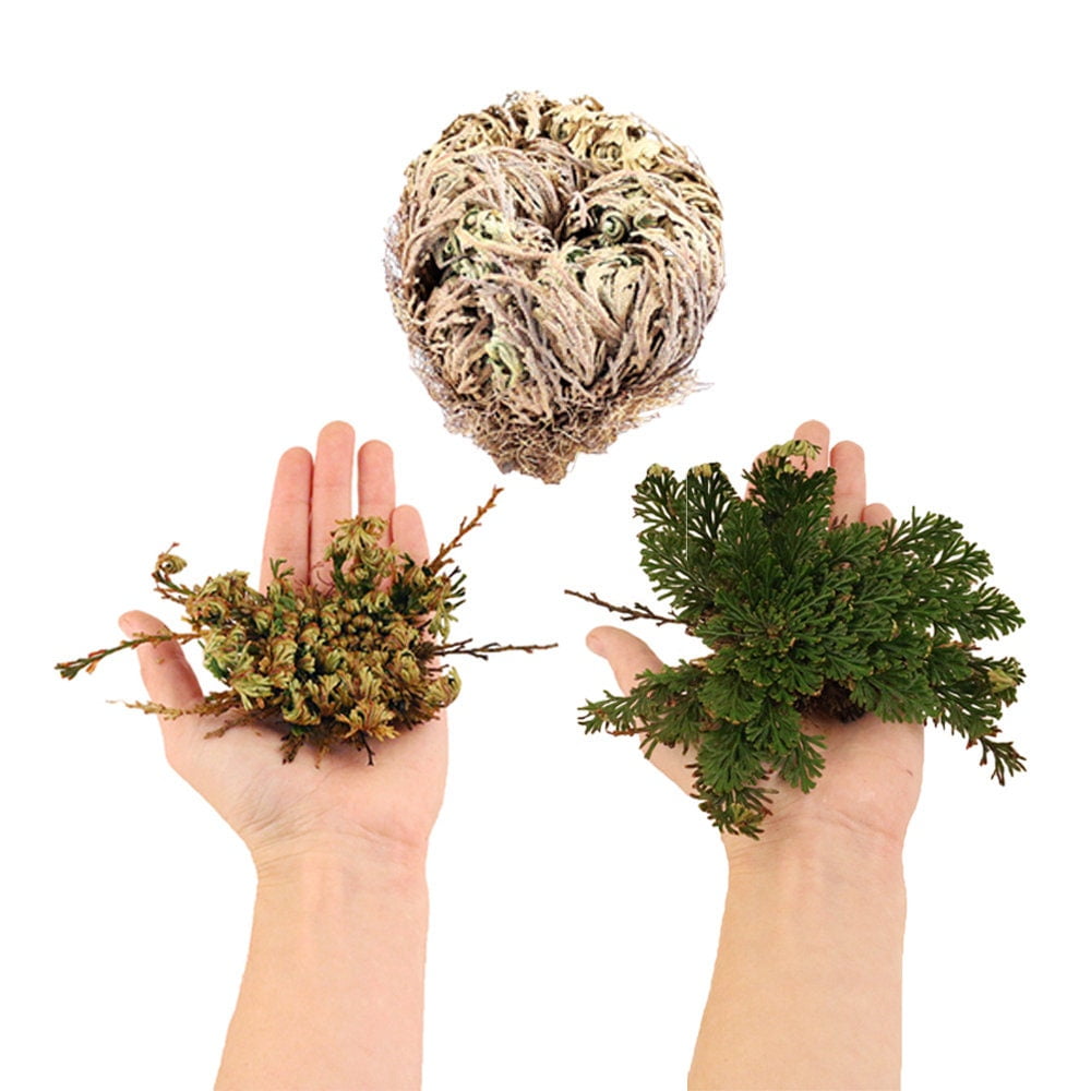 Rose of Jericho Flower Selaginella Lepidophylla Resurrection Plant Flor de  Jericho