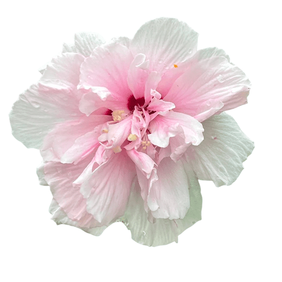Rose of Sharon Double Pink Lady Stanley Live Tree  1 Gallon
