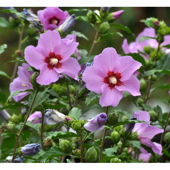 Rose of Sharon Hibiscus Plant Attractive Flowering Hibiscus Bush