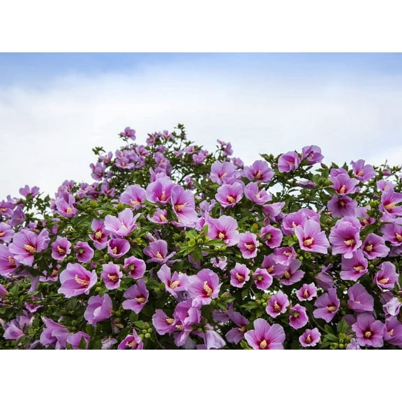 Rose of Sharon Seedlings for Planting - Attractive Flowering Hibiscus Bush Plants (1 Seedling) - No Ship to California