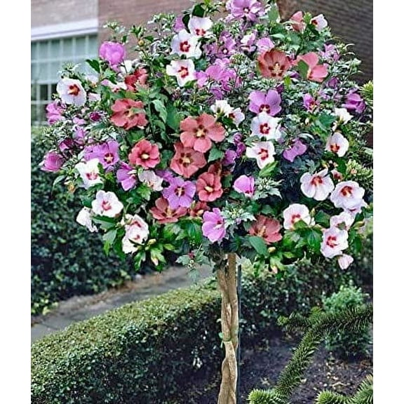 Rose of Sharon Seedlings for Planting - Attractive Flowering Hibiscus Bush Plants - No Ship to California