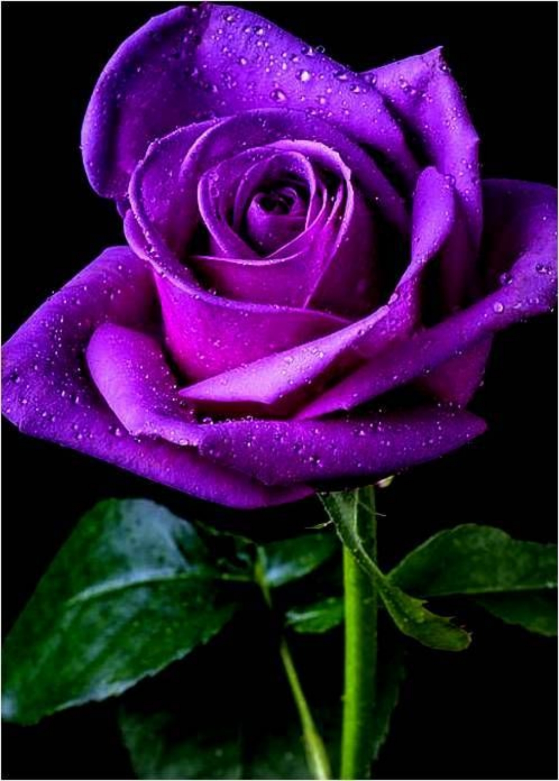 Rose rhizome Exotic Floral decoration Rose plants live Beautiful flower