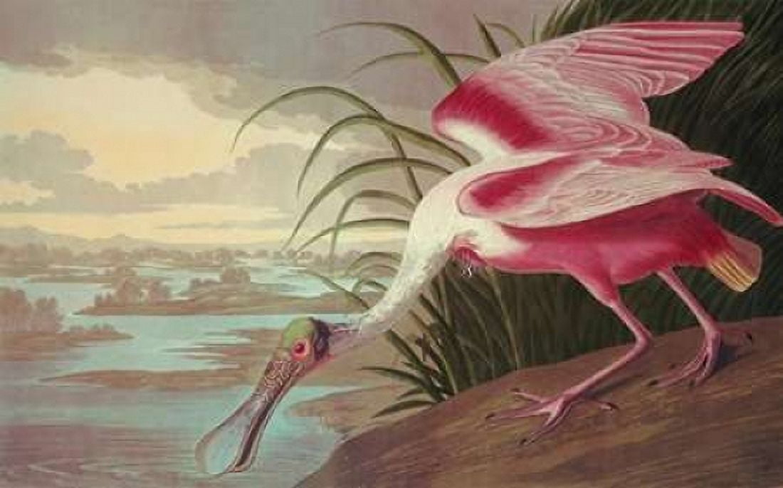 Roseate Spoonbill Canvas Art - John James Audubon (24 x 36)
