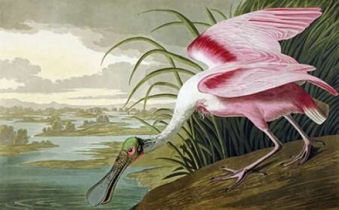 Roseate Spoonbill Canvas Art - John James Audubon (24 x 36)
