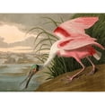 thumbnail image 1 of Roseate Spoonbill Poster Print by Audubon John James, 1 of 1