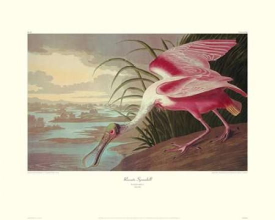Roseate Spoonbill (decorative border) Canvas Art - John James Audubon (24 x 30)