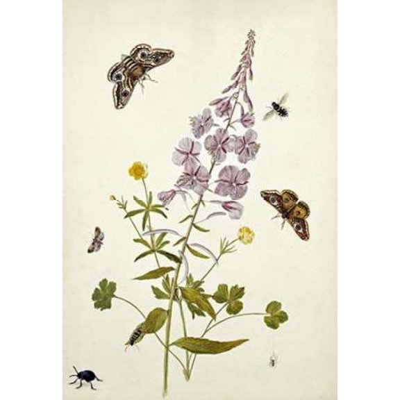 Rosebay Willowherb and Buttercups Poster Print by Thomas Jr. Robins (10 x 14)