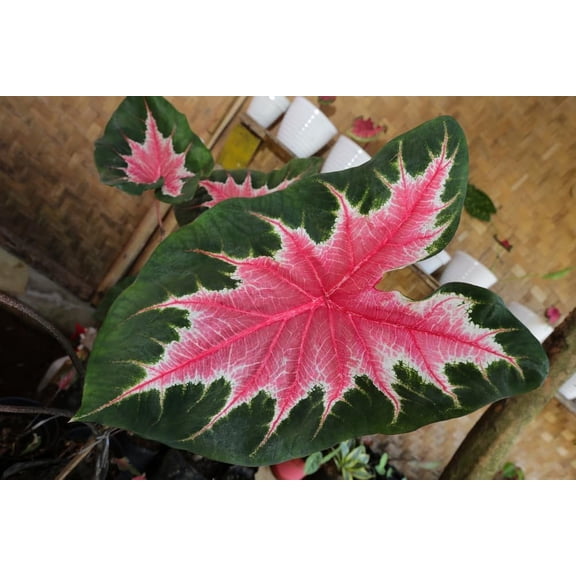 6 Joker Caladium Bulbs for Planting - Rosebud, Perennial Hosta, Elephant Ears, Fancy (6 Bulbs)