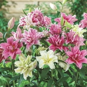 Roselily Mixed Dormant Flowering Bulbs (5-Pack)