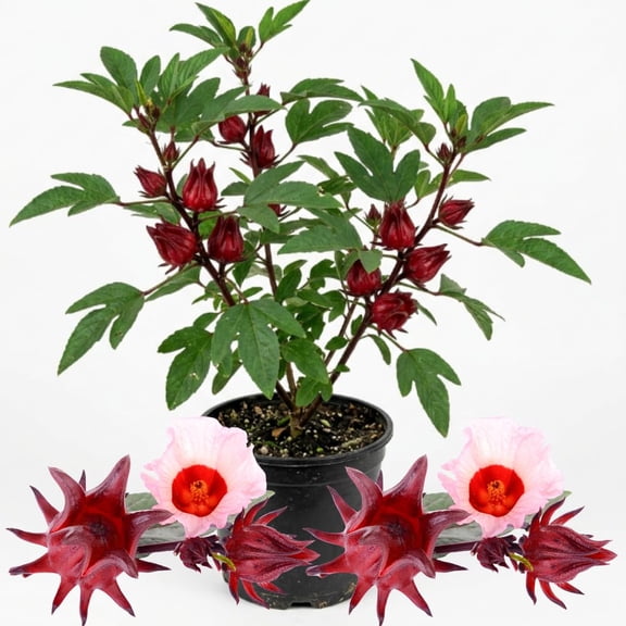 Roselle Hibiscus Plant, 4 to 8 Inch - Hibiscus Sabdariffa, Red Sorrel Flower Plants in 4 Inch Pot
