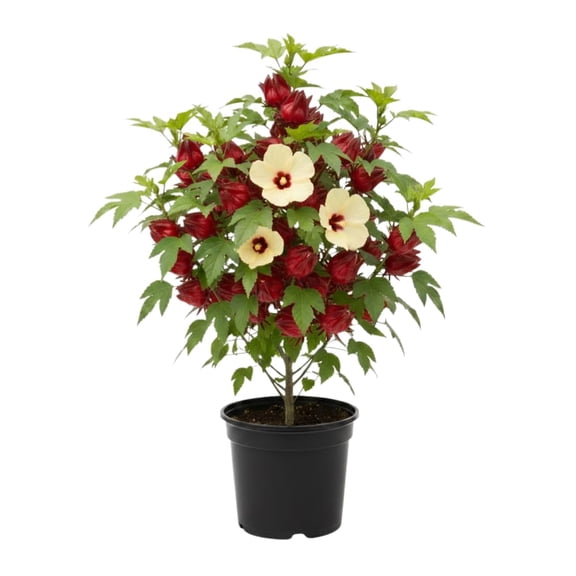 Roselle Hibiscus Plant Live, Hibiscus Sabdariffa Plant, 6 - 8 Inc Tall, 4 Inc Pot, Red Sorrel Jamaica Live Plant for Indoor Outdoor Garden