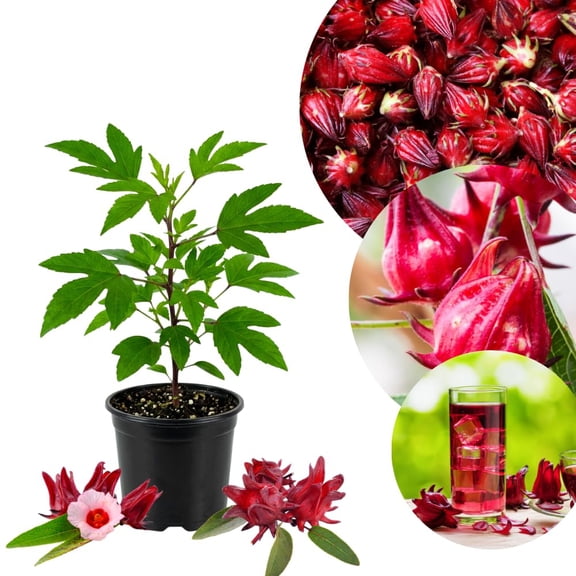 Roselle Hibiscus Plant Live, Red Sorrel Jamaica Live Plant, Hibiscus Sabdariffa Plant, in 4 Inc Pot, 6 - 8 Inc Tall, Roselle Shrub for Patio and Garden