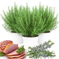 thumbnail image 1 of Rosemary Bush Plant Live, 10" Tall in 4" Pot, Fragrant Rosemary Live Plant for Indoors Outdoor Planting, Well-rooted, 1 of 6