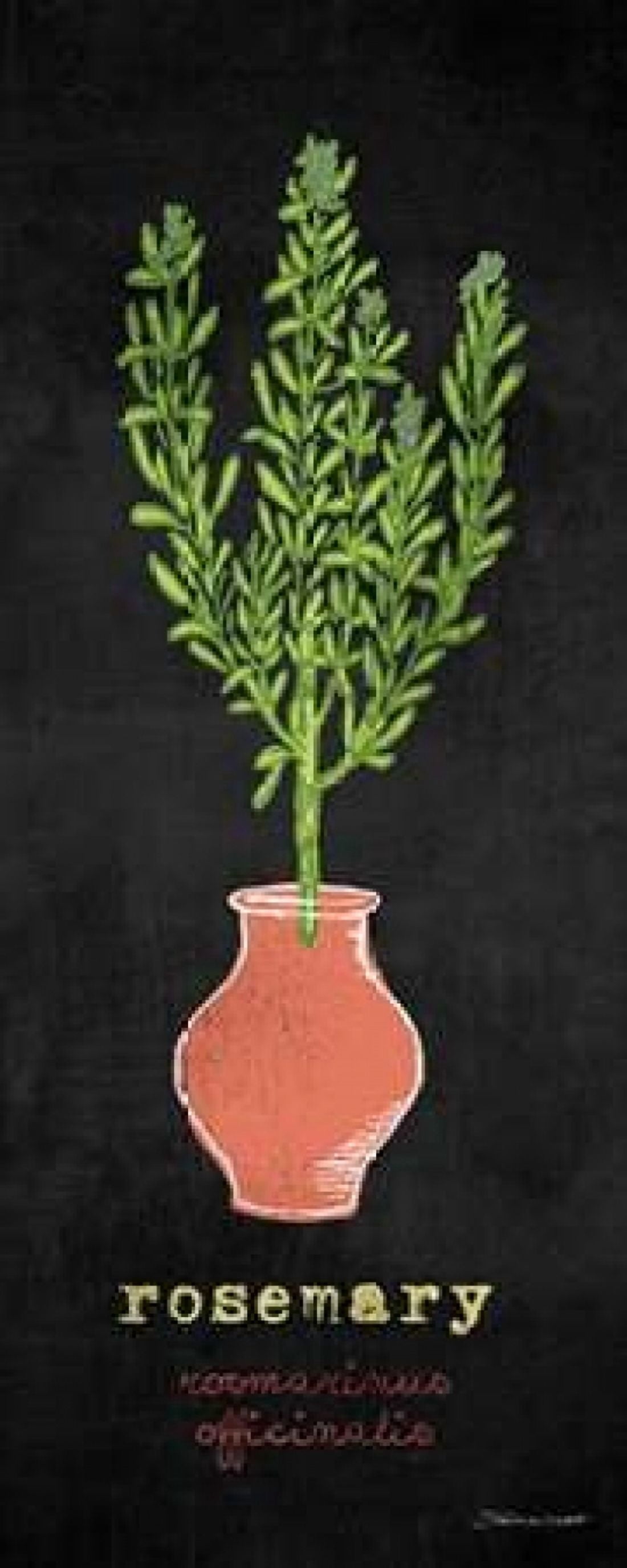 Rosemary Canvas Art - Stephanie Marrott (10 x 20)