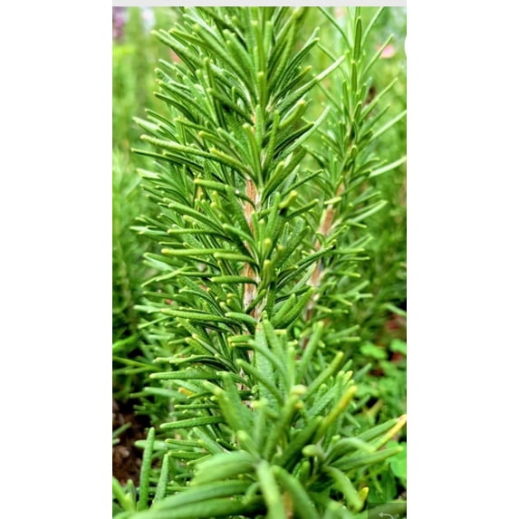 Rosemary Certified Organic 3.5” pot