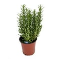 thumbnail image 1 of Rosemary Herb - 5" pot - Great Herb Plant for Indoors/Out - Live Plant, 1 of 4