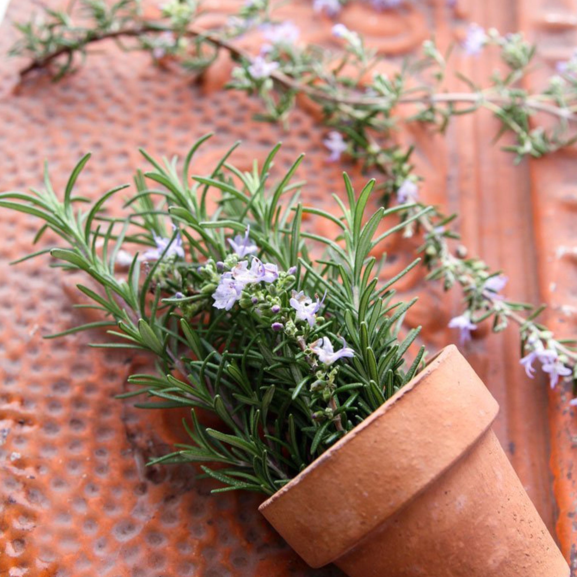 Rosemary Herb Seed - 1 OZ Bulk ~25,000 Seeds - Non-GMO, Heirloom, Open Pollinated - Culinary Herb Gardening Seeds