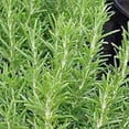 thumbnail image 1 of Rosemary, Herb Seed, Heirloom, 200+ Seeds, Healthy and Tasty Herb. The Germination Rate for Rosemary can be Low, Perhaps 30 to 50% so, Plant a Few More Seeds Than You Would Normally do., 1 of 1