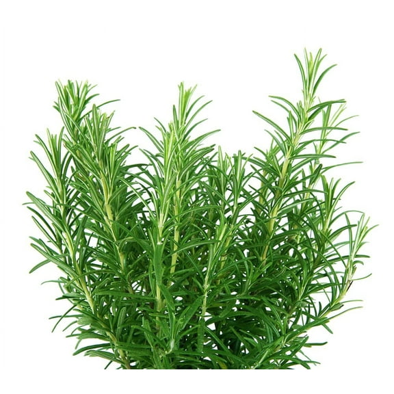 Rosemary Herb Seeds for Planting (50 Seeds) - Rosmarinus officinalis
