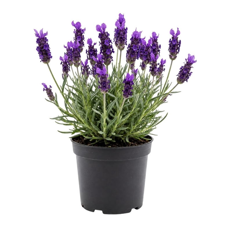 blue lavender plant Lavender 'Super Blue' — Green Acres Nursery & Supply main image 0