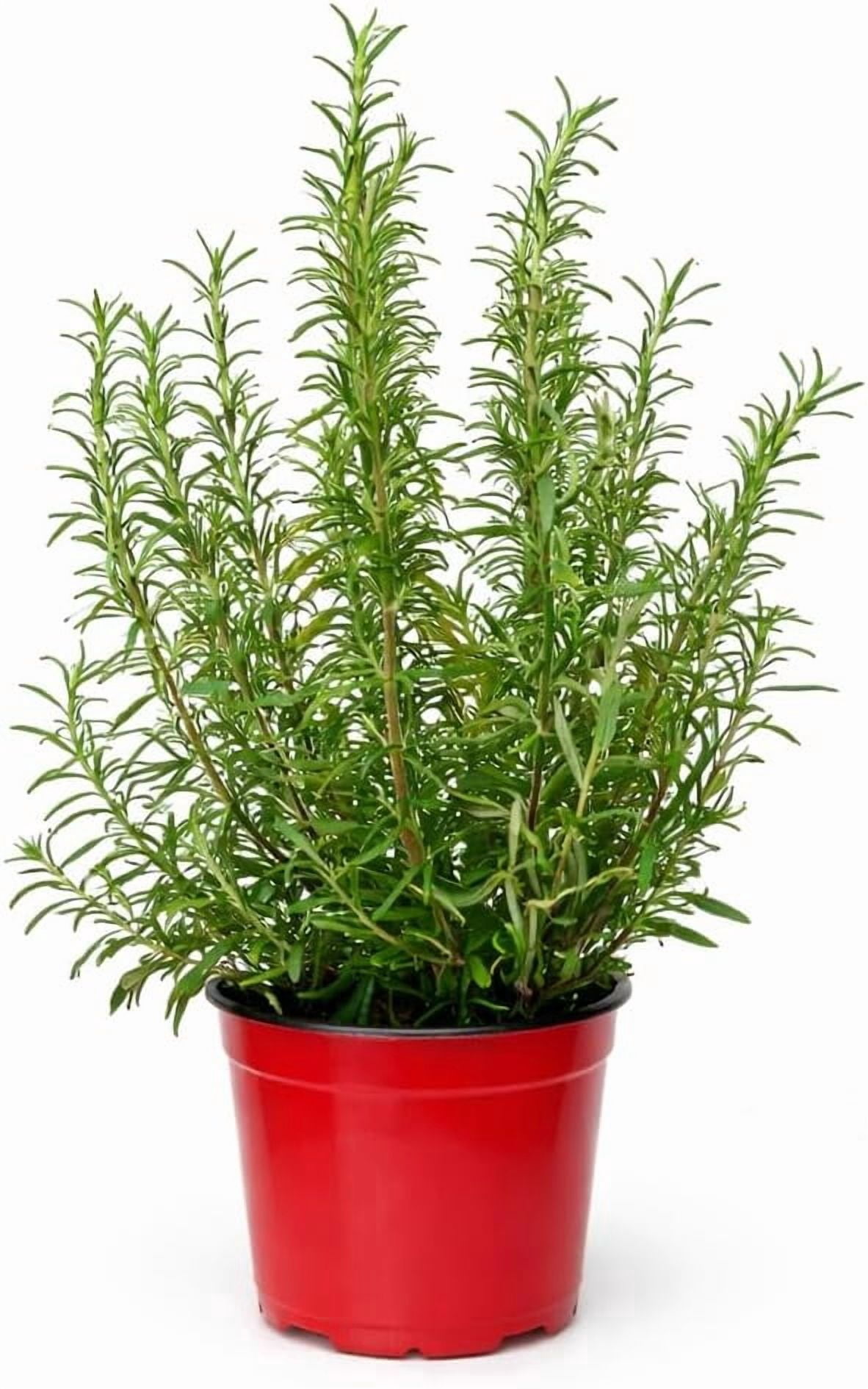 Rosemary Live Herb Plant in 6 Inch Pot, Fragrant Indoor or Outdoor Potted Herb for Kitchen Garden, Patio or Windowsill