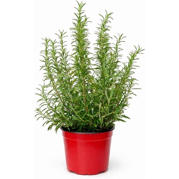 Rosemary Live Herb Plant in 6 Inch Pot, Fragrant Indoor or Outdoor Potted Herb for Kitchen Garden, Patio or Windowsill