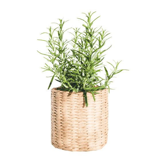 Rosemary Live Plant, 12 - 14 Inches Tall, Rosemary Herb, Shurbs for Beds and Borders