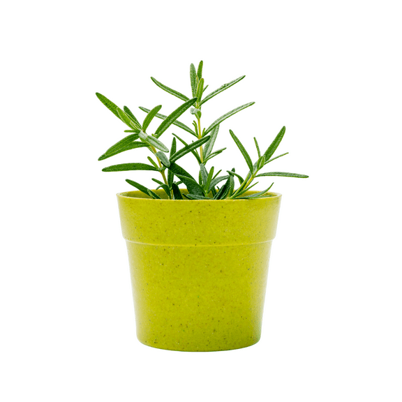Rosemary Live Plant, Indoor Rosemary Live Plant, 11 - 14 Inches Tall, Rosmarinus Herb for Container and Pot