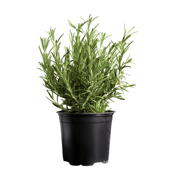 Rosemary Live Plant, Rosemary Tree for Herb Garden, Containers, 12 - 14 Inches Starter Plant