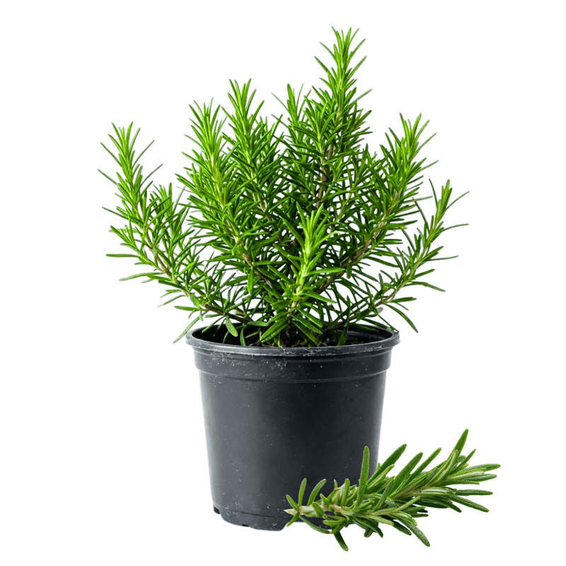 Rosemary Plant Live, 4 - 6 Inc Tall, Fragrant Herb, Potted Rosemary Ready to Plant Indoor Outdoor