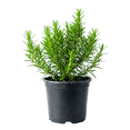 thumbnail image 1 of Rosemary Plant Live, Potted Rosemary Plant, 3 - 5 Inc Tall, Edible Herbs for Container and Outdoor Gảden, 1 of 6