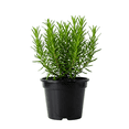 thumbnail image 1 of Rosemary Plant Live, Rosemary Live Plant, 3 - 5 Inc Tall, Fragrant Herbs for Indoor Outdoor Garden, 1 of 5