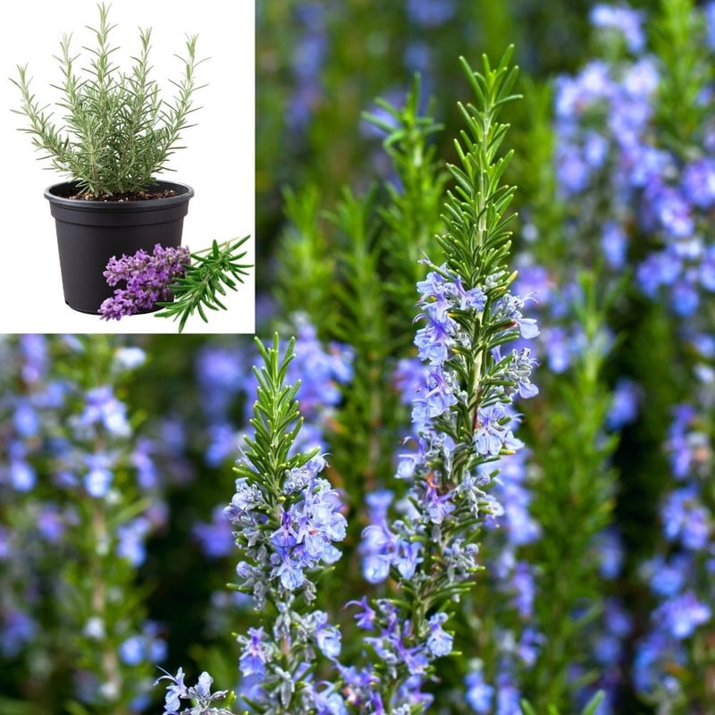Rosemary Potted Live Plant, 4 Inch Compact Green Plant, Vibrant Rosemary for Patio or Indoor Growing Perennial
