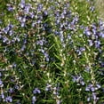 thumbnail image 1 of Rosemary Seed - Rosemarinus Officinalis Drought Tolerant Herb Garden Plant Seeds - 2000 Seeds, 1 of 4