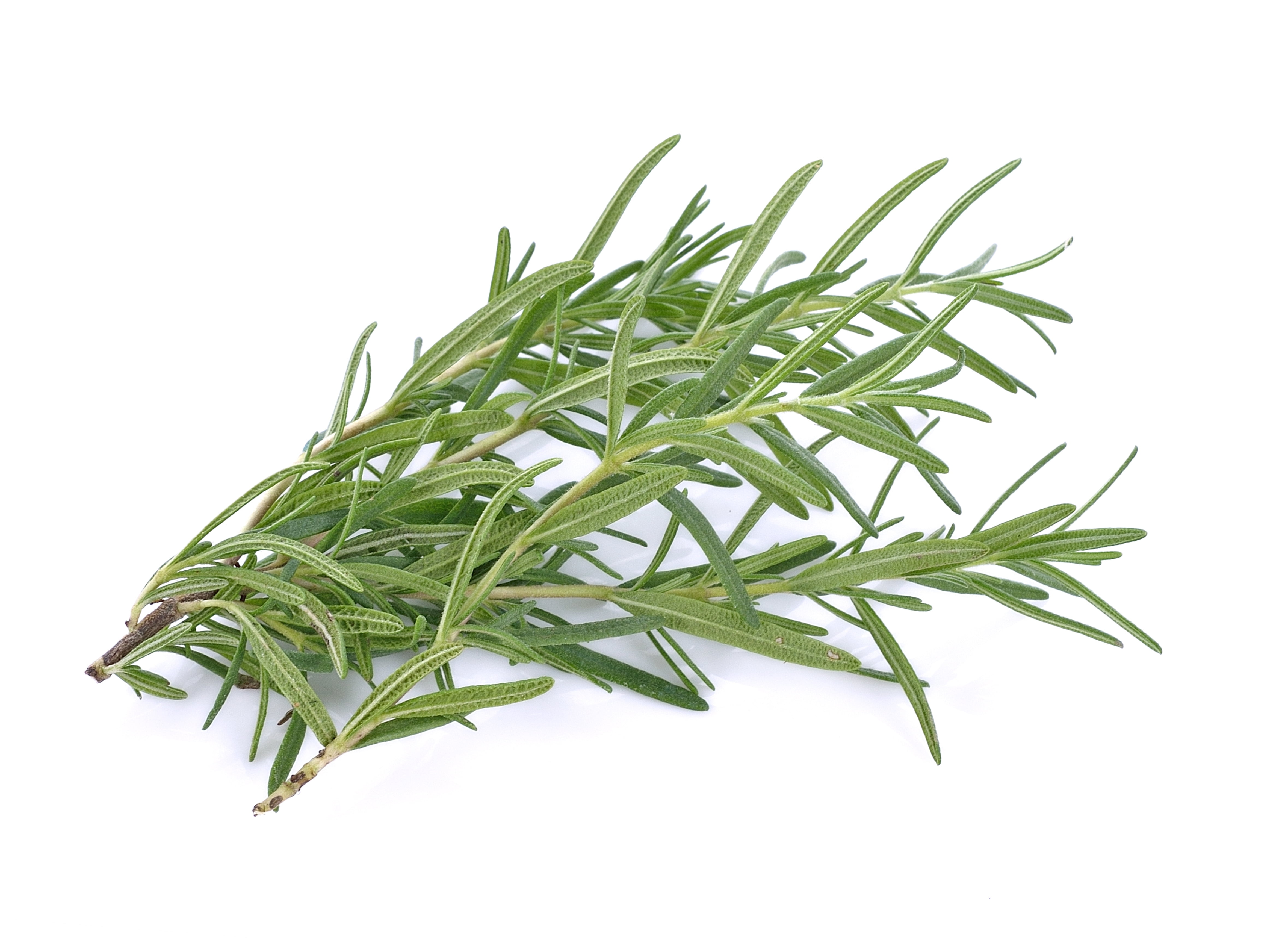 Rosemary Seeds, 50+ Heirloom, Non GMO Seeds, Rosmarinus officinalis