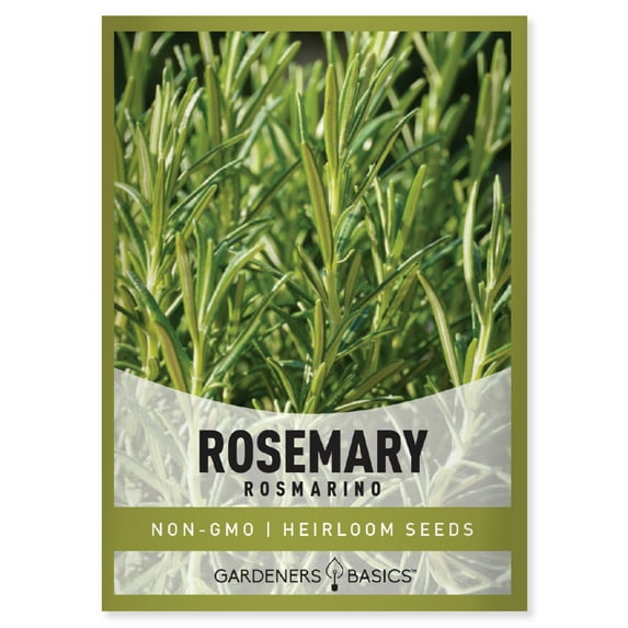 Rosemary Seeds