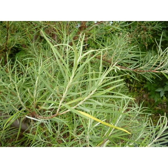 Rosemary Willow Tree Cuttings to Grow - Attractive Landscape of Privacy Bush - Esay to Grow (10 Cuttings)