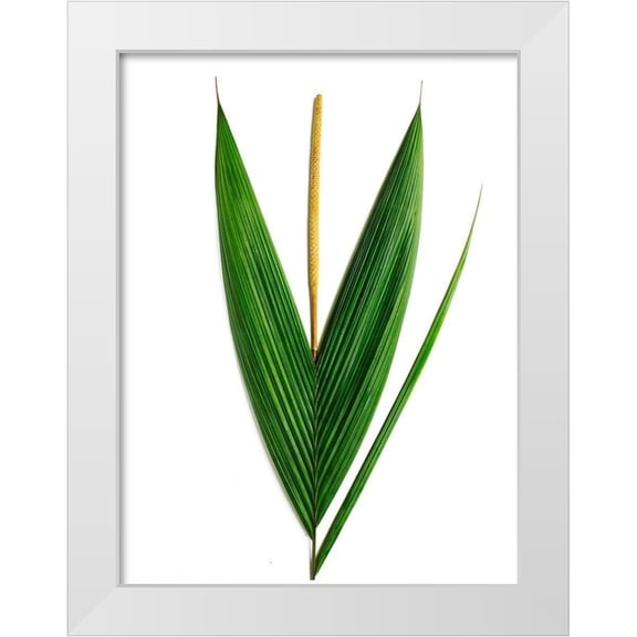 Rosenthal, Barry 12x14 White Modern Wood Framed Museum Art Print Titled - Palms-Costa Rica