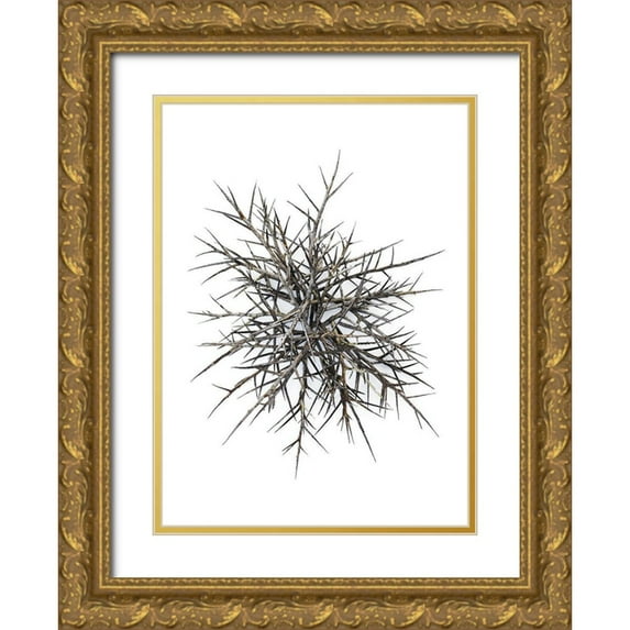 Rosenthal, Barry 14x18 Gold Ornate Wood Framed with Double Matting Museum Art Print Titled - Thorns