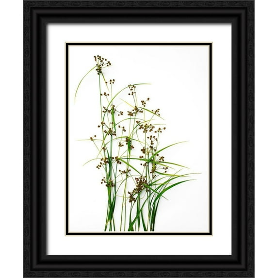 Rosenthal, Barry 19x24 Black Ornate Wood Framed with Double Matting Museum Art Print Titled - Sedge