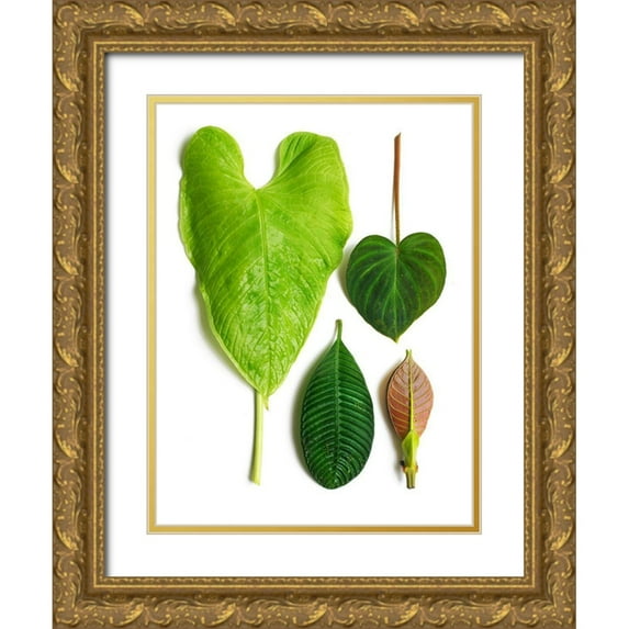 Rosenthal, Barry 19x24 Gold Ornate Wood Framed with Double Matting Museum Art Print Titled - Cloud Forest