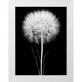 thumbnail image 1 of Rosenthal, Barry 19x24 White Modern Wood Framed Museum Art Print Titled - Salsify, 1 of 4