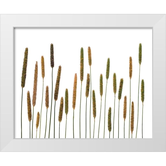 Rosenthal, Barry 31x26 White Modern Wood Framed Museum Art Print Titled - Timothy