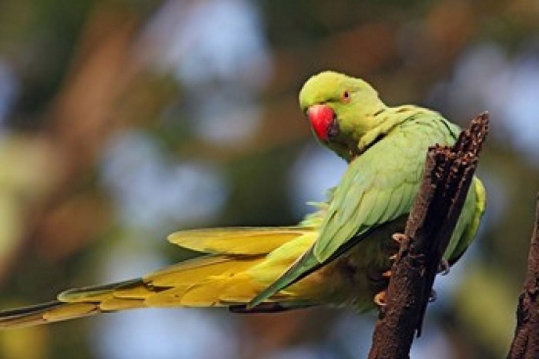 Roseringed Parakeet tropical bird Keoladeo NP India Canvas Art - Jagdeep Rajput DanitaDelimont (36 x 24)