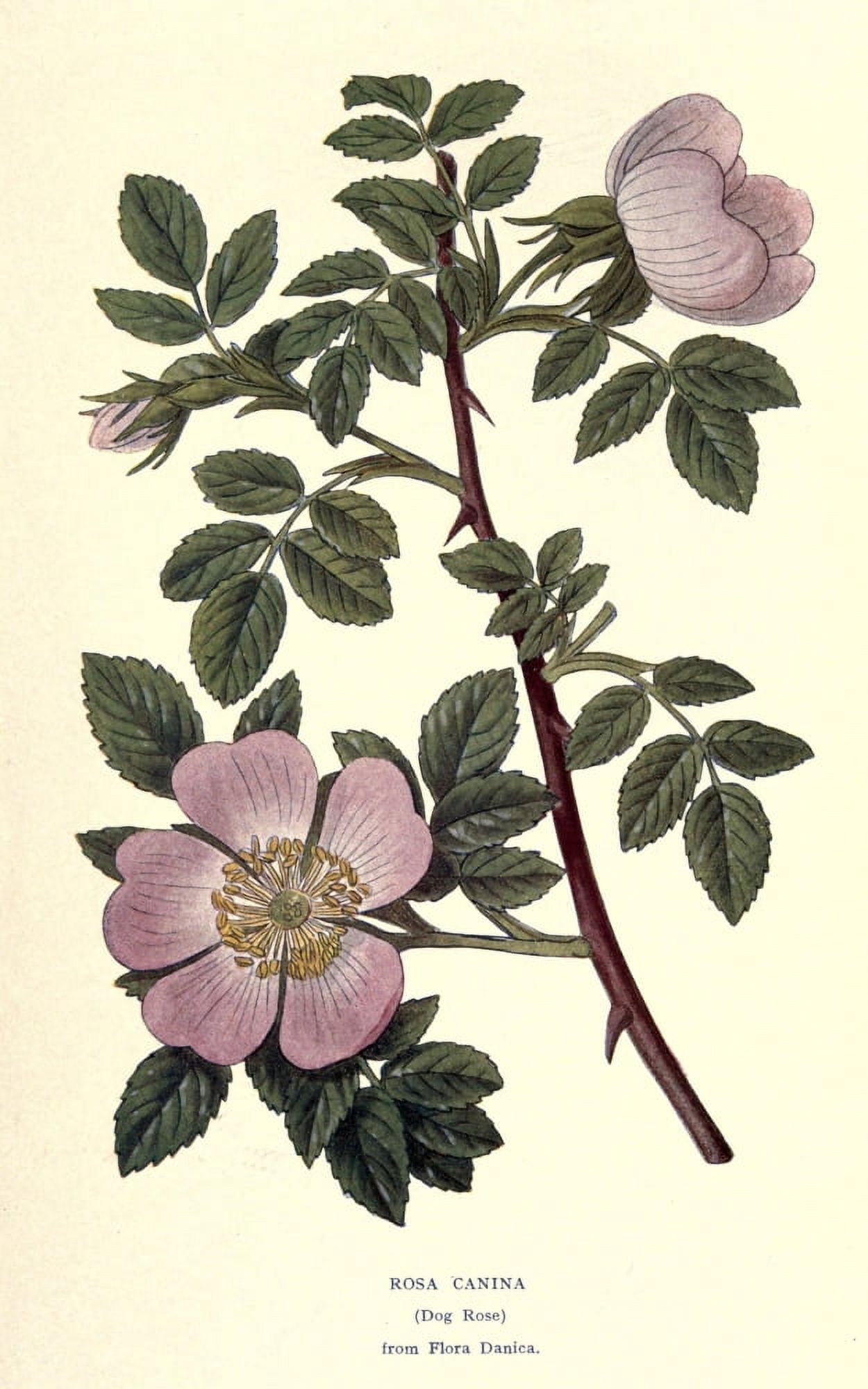 Roses 1920 Dog Rose Canvas Art - Unknown (18 x 24)