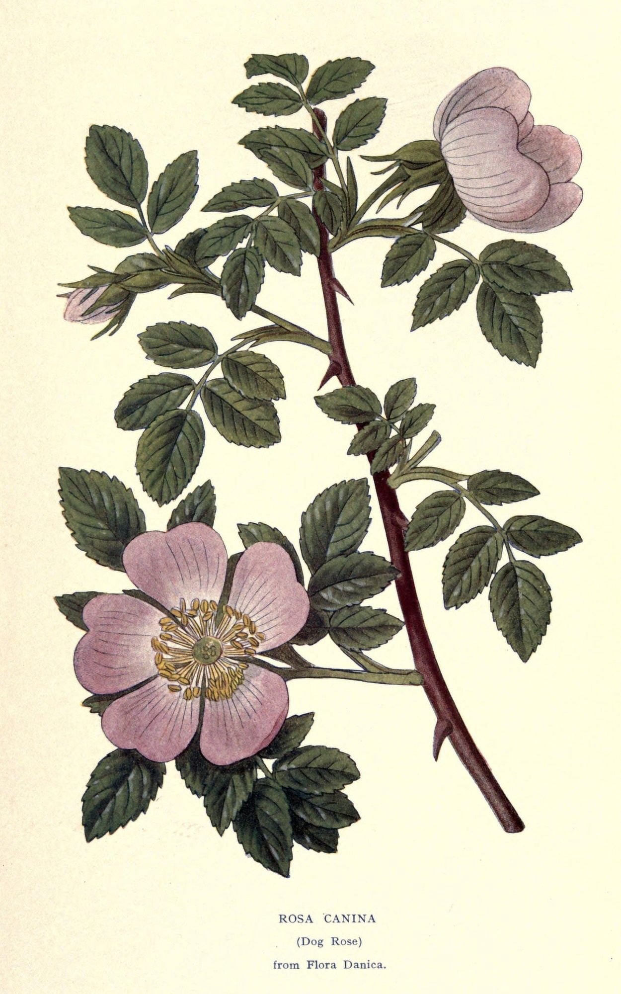 Roses 1920 Dog Rose Canvas Art - Unknown (24 x 36)
