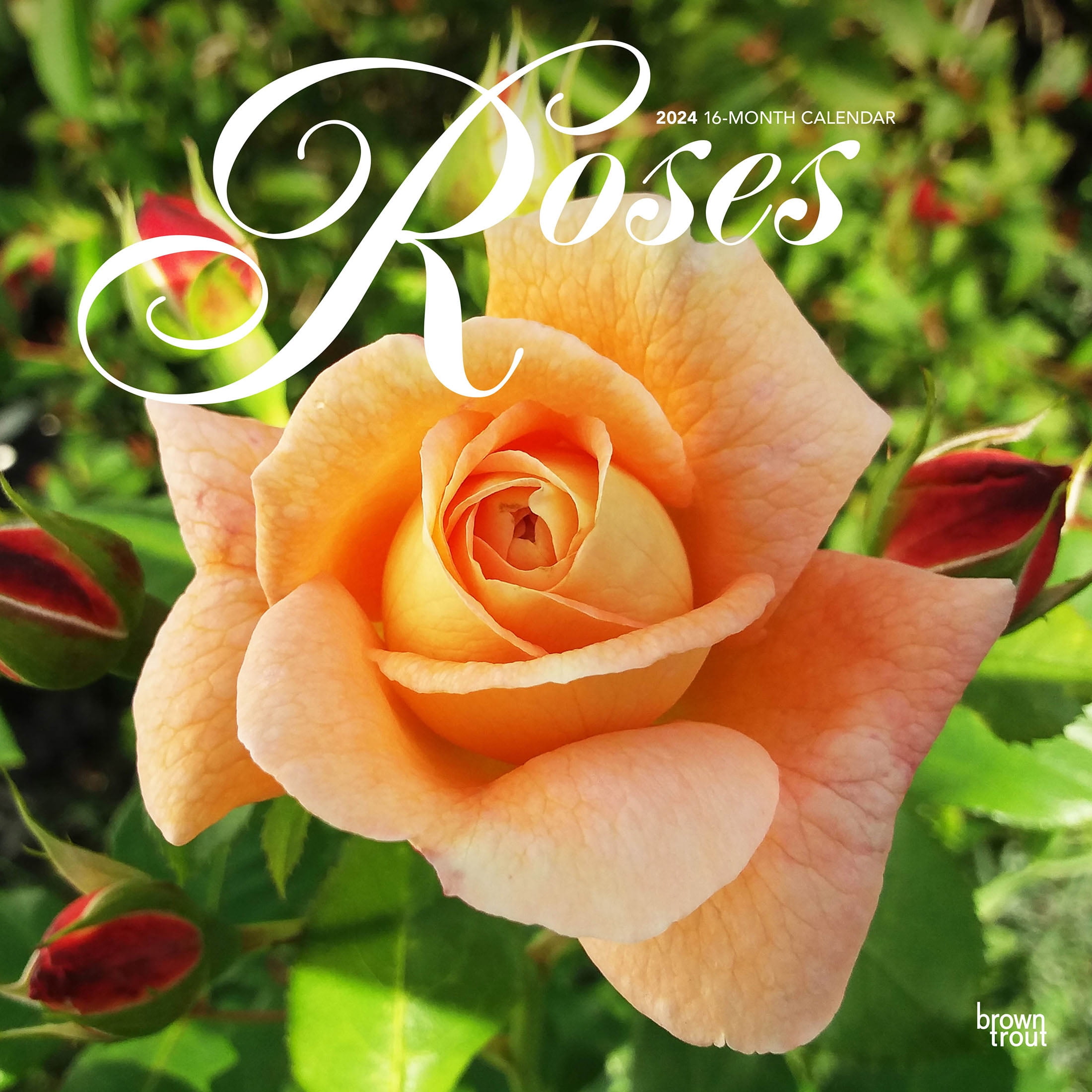 Roses 2024 12x24" (Hanging) Monthly Square Wall Calendar BrownTrout