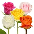 thumbnail image 1 of Roses 50 Stems of Assorted Grower will Choose From Hot Pink, Light Pink, Yellow, White, Orange Colors Farm Direct Fresh Cut Flowers by Bloomingmore, 1 of 6