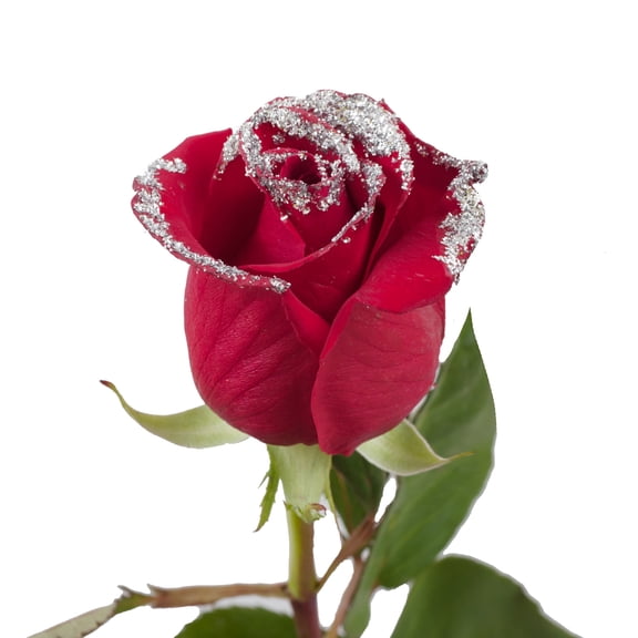 Roses 50 Stems of Red Farm Direct Fresh Cut Flowers with Hand Painted Silver Glitter on the Bloom Tips by Bloomingmore