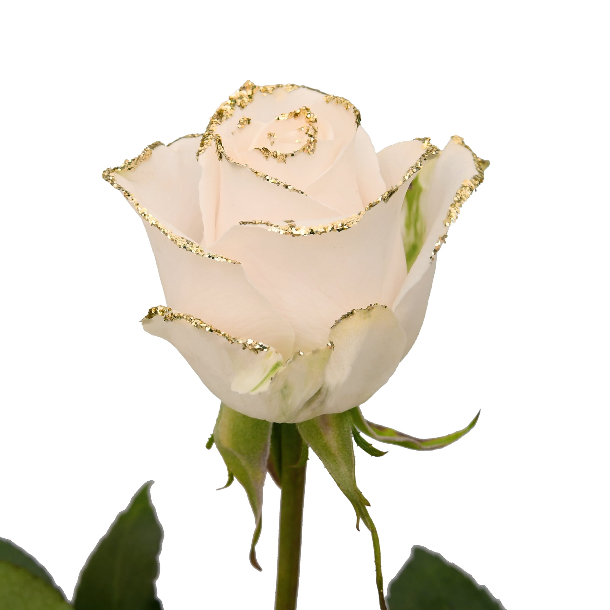 Roses 50 Stems of White Farm Direct Fresh Cut Flowers with Hand Painted  Gold Glitter on the Bloom Tips by Bloomingmore 